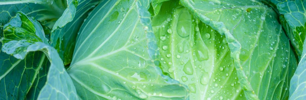 Organic cabbage, grown by Eldridge Fresh Organics